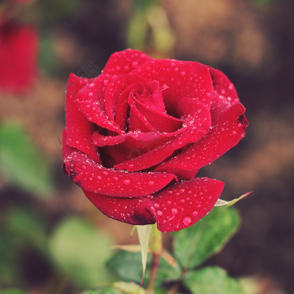 与水滴的红色玫瑰在瓣照片色调风格instagram过滤器
