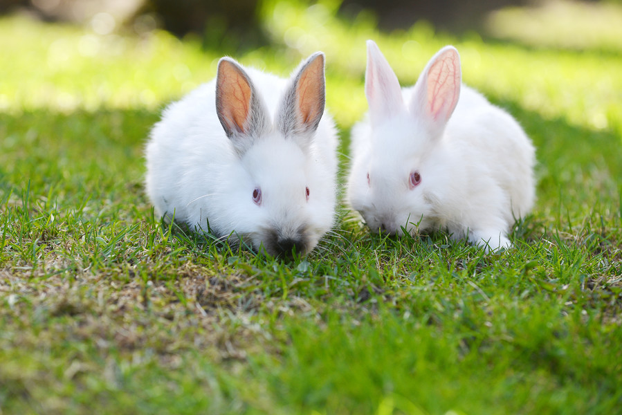 兔子110棕色毛茸茸的兔子坐在孤立1290两只可爱小兔子毛绒玩具2911