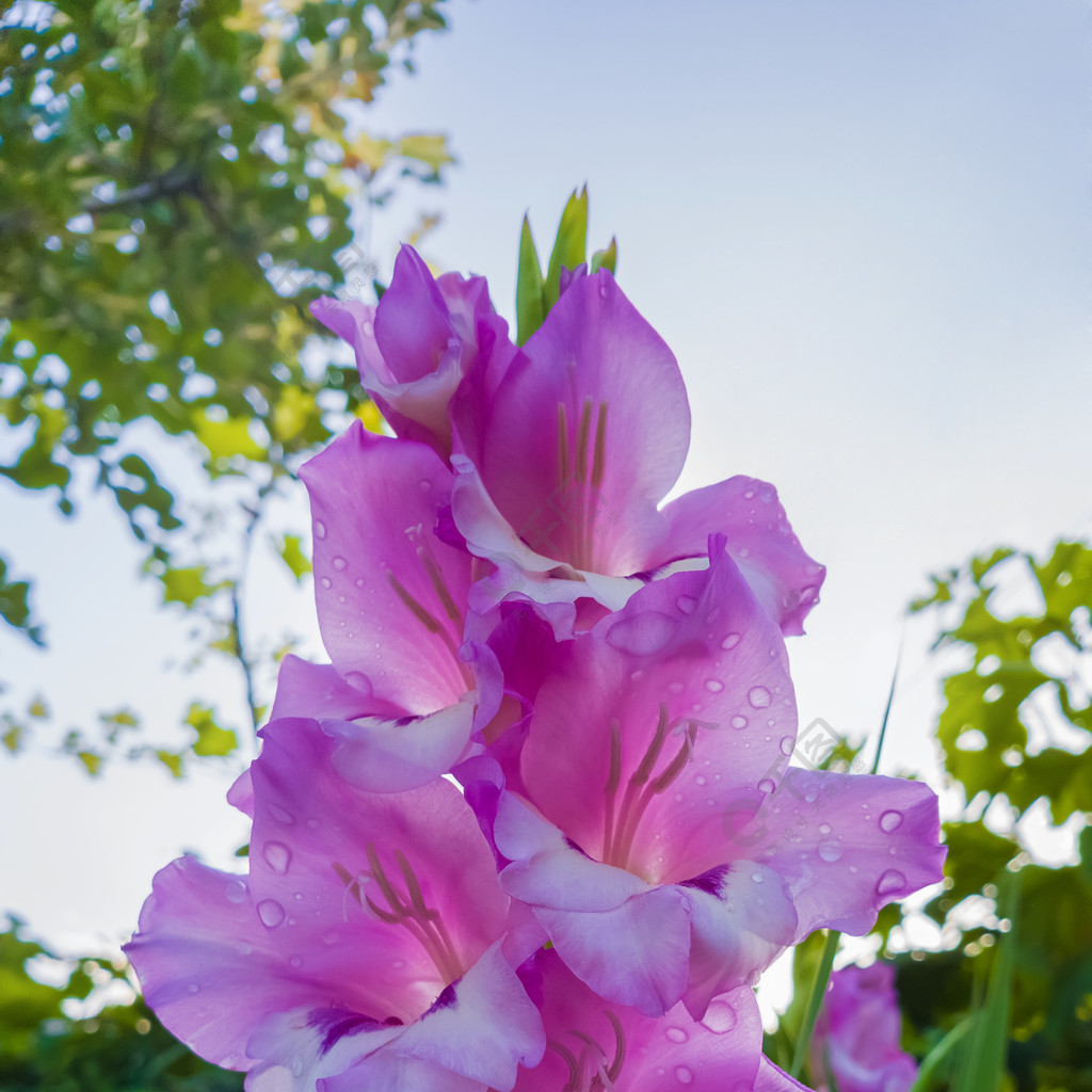 紫色百合花语图片