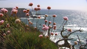 Blick auf den Ozean von einer bunten Blumenwiese?霍普·克利彭（Kheppen）费尔森·米尔（Felsen im Meer），索恩·斯皮格特（Sonne