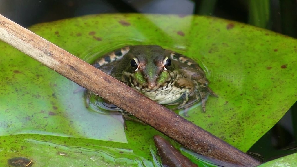 Aufnahme von vorne-Ein Frosch sitzt auf einem groen grunen Blatt Seerosenblatt in einem ruhigen Gew