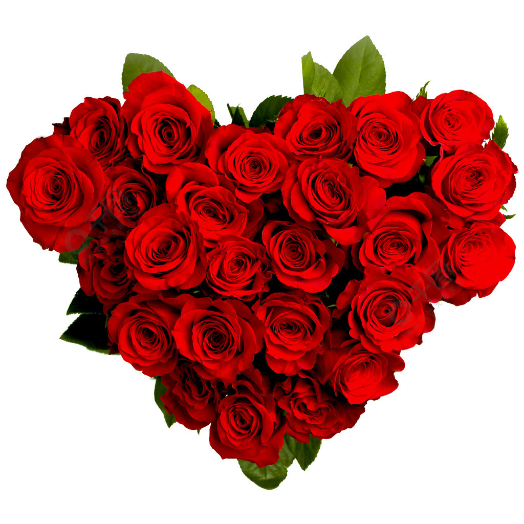 心形的玫瑰心形孤立在白色背景上的红玫瑰花束