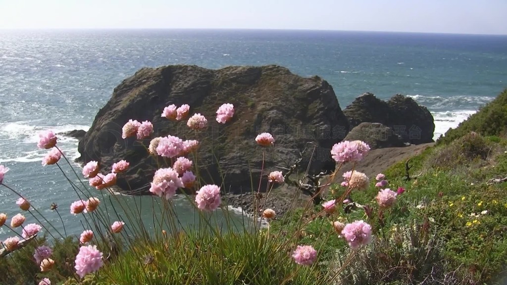 Blick auf einen Felsen im Ozean Steinstrand von einer bunten Blumenwiese?ڡ˹ƤأSonne spiegelt sic