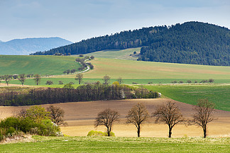 斯洛伐克的绿色春天小山四月阳光普照的乡村