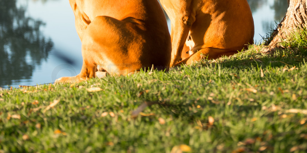 ֻboerboelů糿һںӰϵĴ£