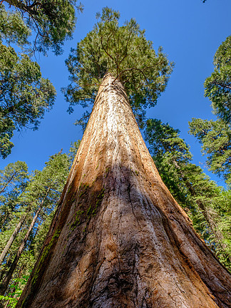 红杉树在卡拉韦拉斯大树国家公园美国加利福尼亚