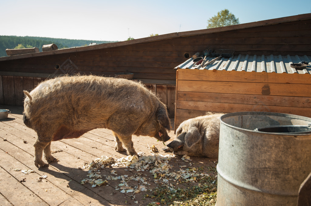 两只猪吃饭的照片图片
