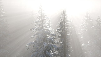 薄雾在冬季的山坡上的松树林中在山坡上的松树林中的迷雾