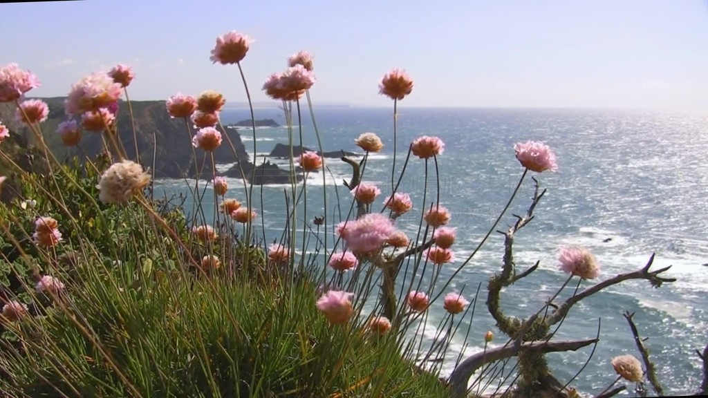 Blick auf den Ozean von einer bunten Blumenwiese?աKheppenѶɭ׶Felsen im Meer˹ƤأSonne