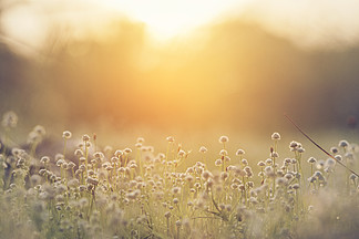 美丽的大自然图片它由花，草，日光和早晨的阳光组成，用于背景或墙纸