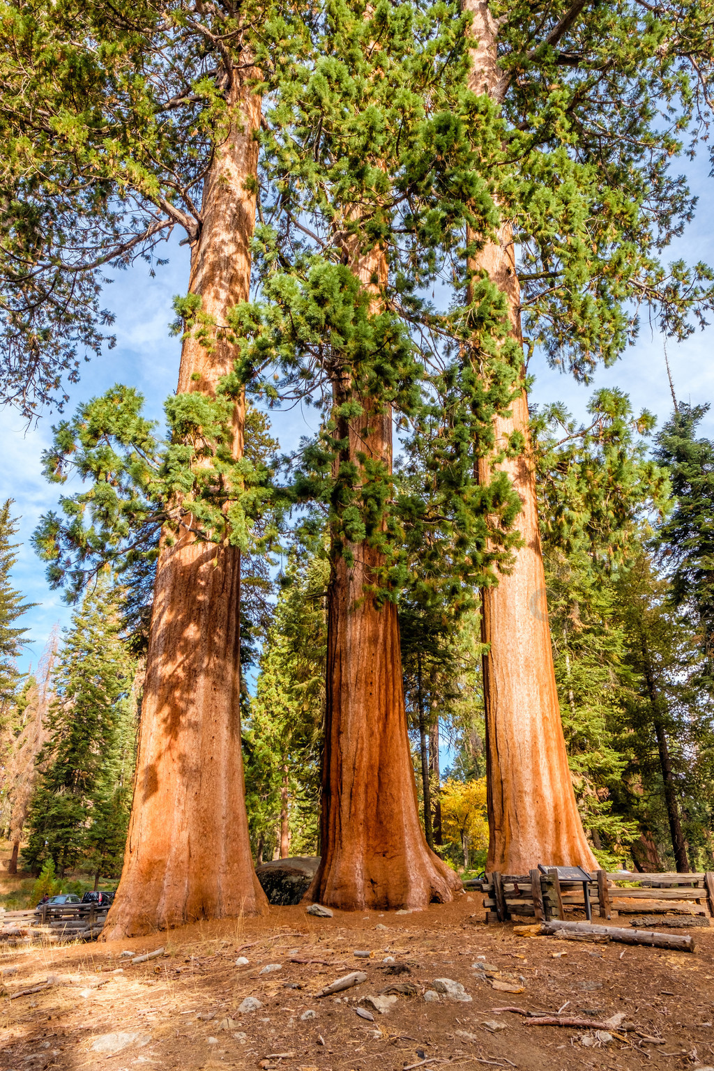 秋天的美国加州红杉国家公园美国加利福尼亚