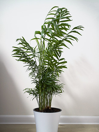 安置在白色背景隔绝的一个陶瓷花盆的植物Chamaedorea盆栽的植物Chamaedorea线虫上白色孤立