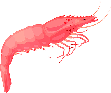 背景网络设计的新鲜的虾传染媒介象动画片隔绝的卡通风格新鲜虾图标