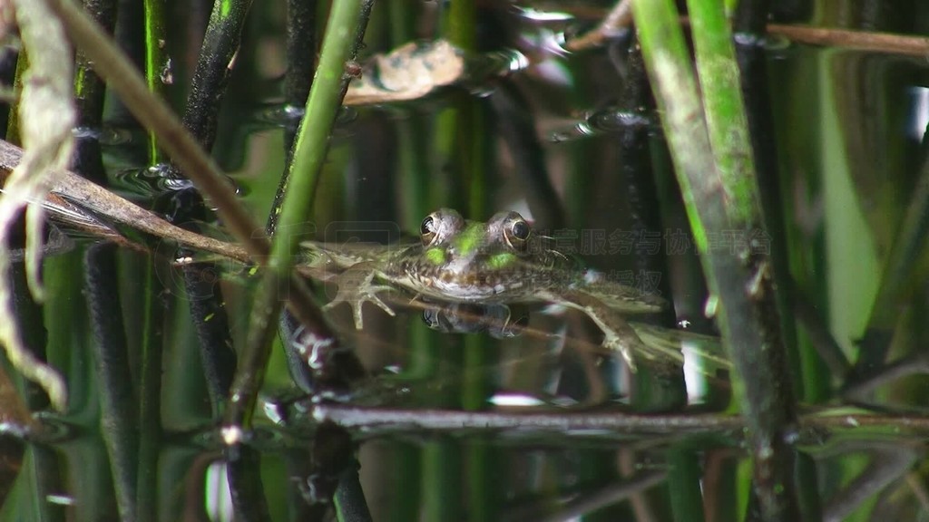 Ein Frosch ist bis zum Kopf im WasserNur der Kopf ist uber der Wasseroberflacheţϯ