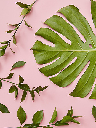 绿<i>色</i>树枝的顶视图代表不远处的热带丛林龟背竹叶一半孤立在粉红<i>色</i>的背景作为任何纹理的装饰