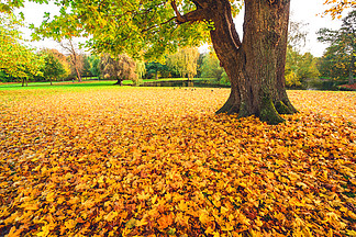 秋天的枫<i>叶</i>以黄色覆盖秋天的颜色在公园的地面在一棵大树下与秋天落<i>叶</i>