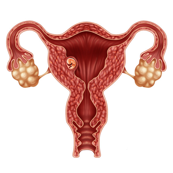 胎儿与子宫的结构图图片