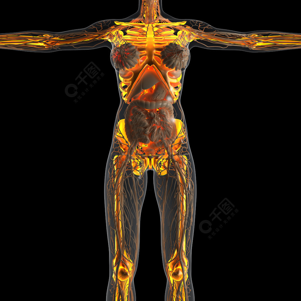 x射線與發光骨架骨骼的人體科學解剖