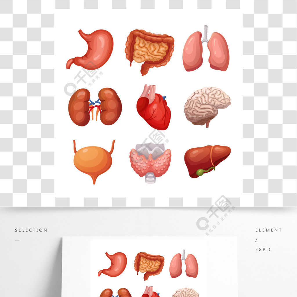 人體內部器官胃和肺腎臟和心臟大腦和肝臟身體部位矢量解剖集系統的