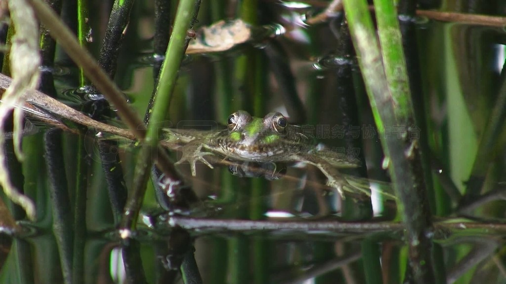 Ein Frosch ist bis zum Kopf im WasserNur der Kopf ist uber der WasseroberflacheEsst ruht er regung