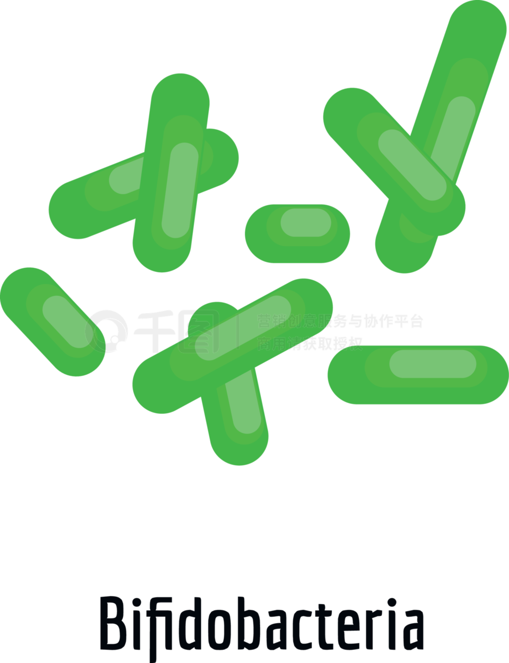 ɫBifidobacteria