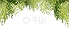 热带叶子，隔绝在白色背景挂棕榈树的树枝