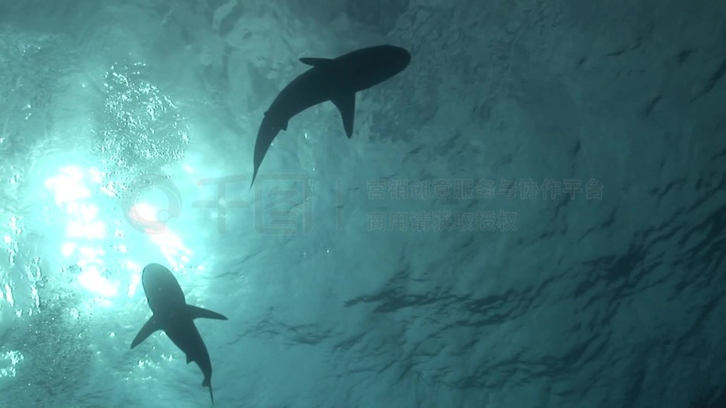 ƣCarcharhinus amblyrhynchosʩΤšĬSchwimmen im Meerظ¡£Iinter HintergrundڣSonne