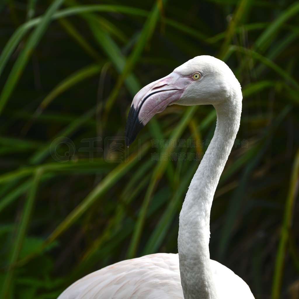 Phoenicopterus RoseusԼĻ