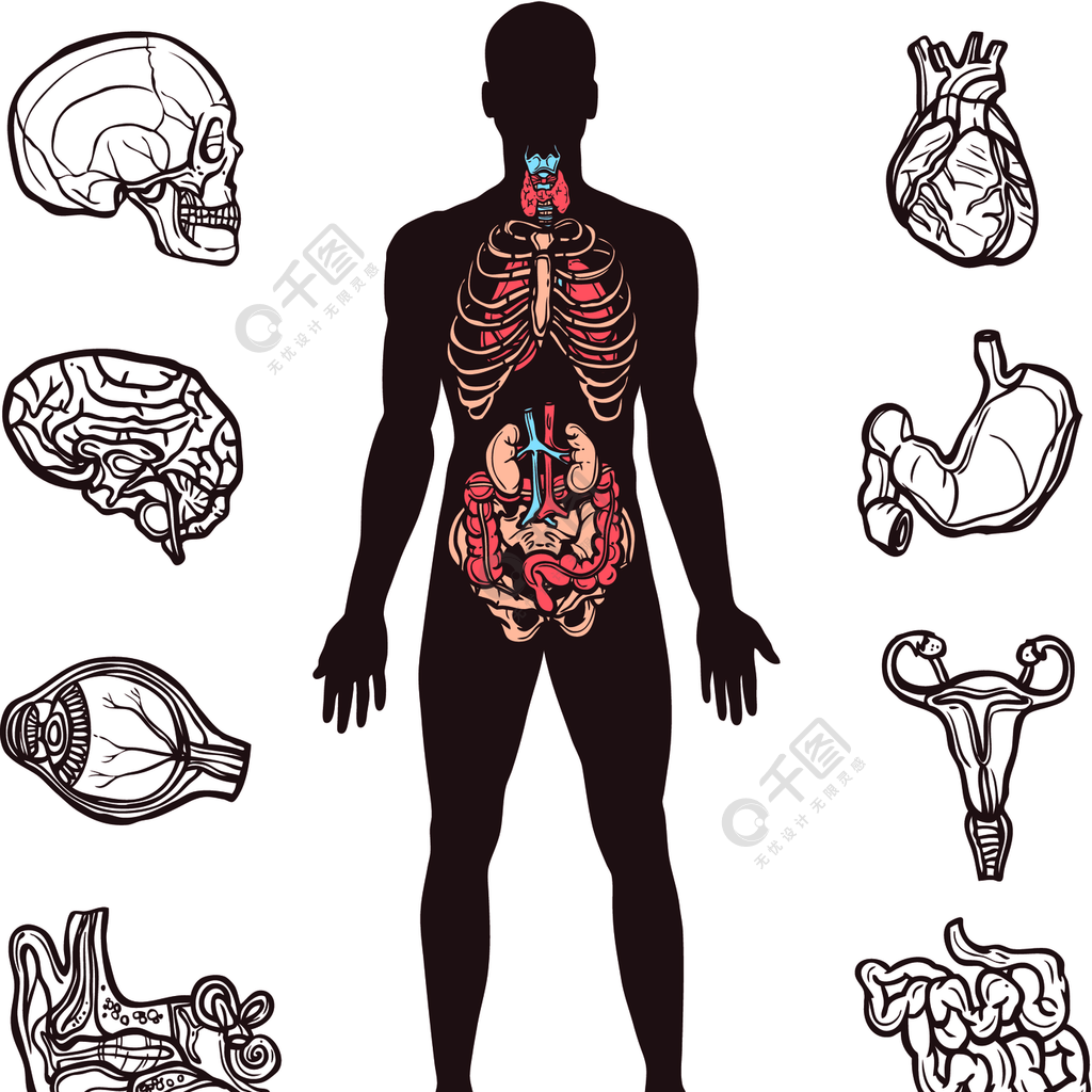 人體解剖學素描內部器官與人體圖孤立的矢量圖