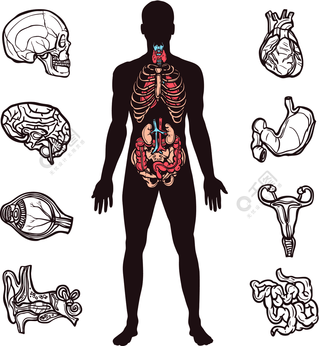 人体解剖学素描内部器官与人体图孤立的矢量图