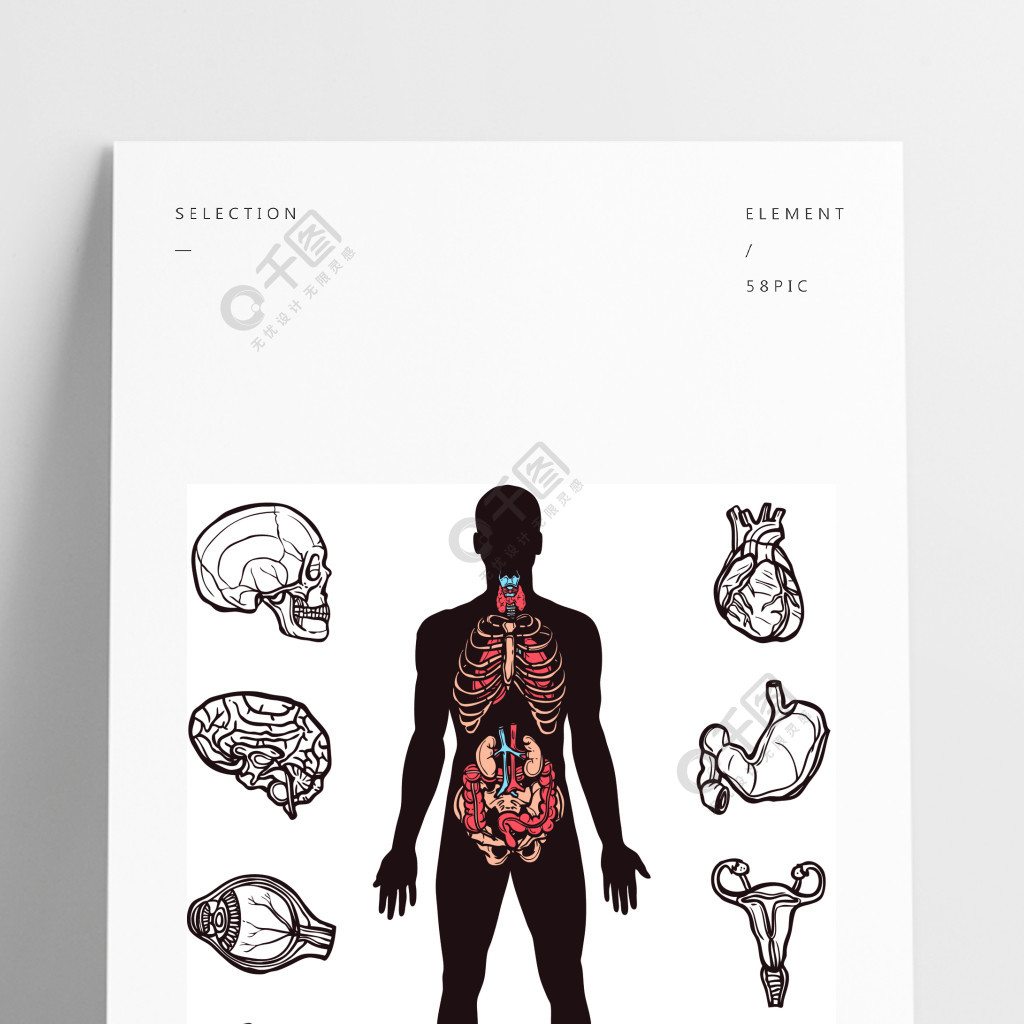 人體解剖學素描內部器官與人體圖孤立的矢量圖