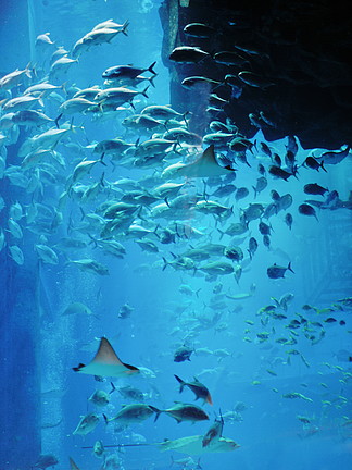 【魚藍色背景】圖片免費下載_魚藍色背景素材_魚藍色背景模板-千圖網