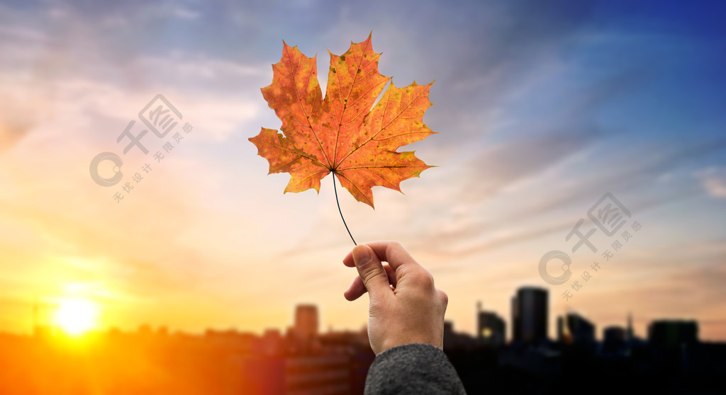 日落的妇女手秋天槭树叶子在塔林背景城市秋天的枫叶的手离开城市日落