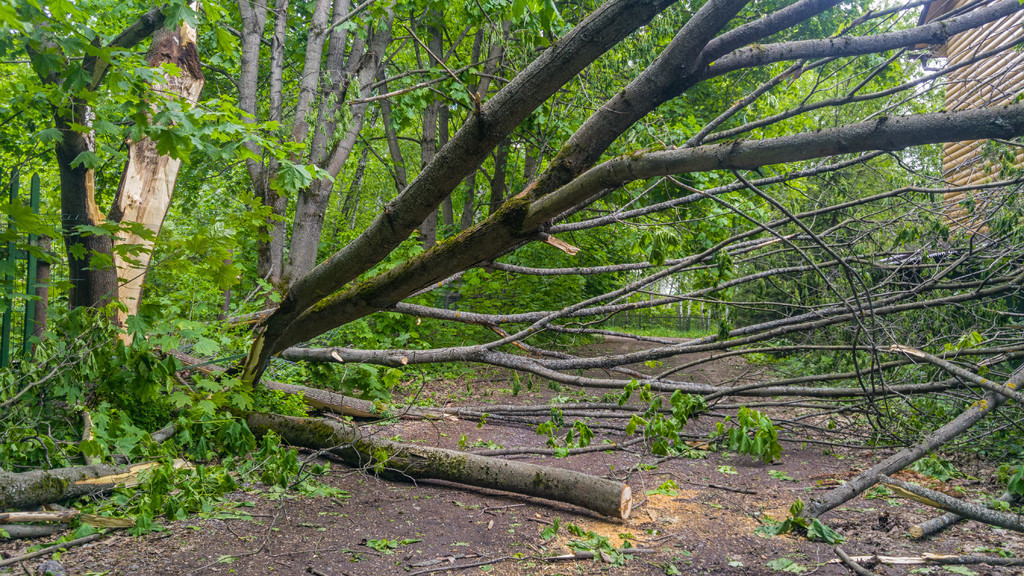 大树在暴风雨后倒在乡间小路上