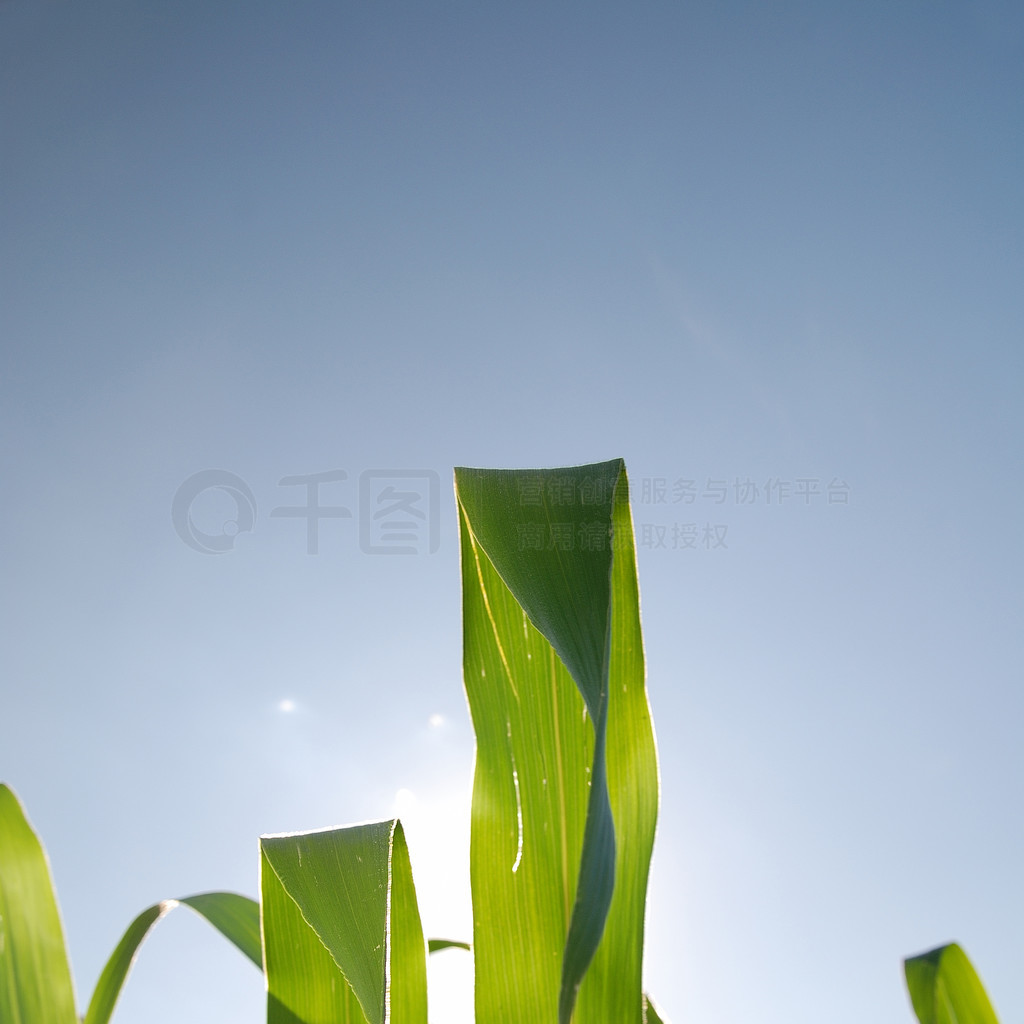 е죨NIKON D80 672007 f 63ʱΪ160 ISO 100ƽ⣺Զࣺ18 mm