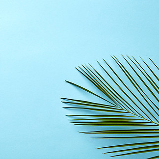棕榈叶从一片绿色的棕榈叶，在蓝色的背景，文本的空间上的创意自然布局平躺在蓝色背景的绿色棕榈叶与拷贝空间自然布局平躺