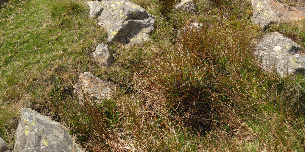 ڳ˹ŵǵLlyn Ogwen