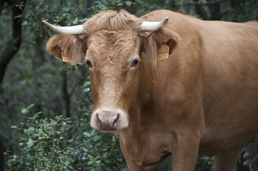 法国比利牛斯山脉的野漫游牛