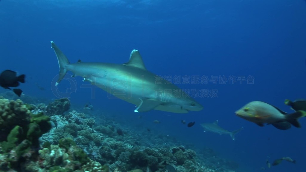 Zwei SilberspitzenhaieCarcharhinus albimarginatus裬schwimmenzwischen anderen Fischenim Meer