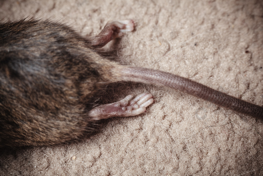 死老鼠的尾巴和身体的特写