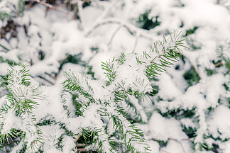 松枞树枝在冬天的雪
