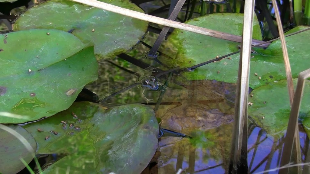 Ein Frosch liegt ruhig und ausgestreckt uber einem kleinen Ast Stuck Schilf im Wasser ininem Teich