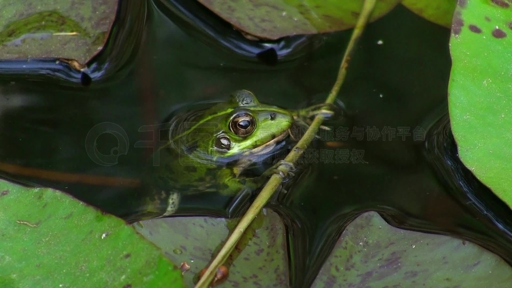 Ein Frosch hangt bewegungslos a einem kleinen Ast im Wasser?ruht sich ausUm ihn herum grune Blatter