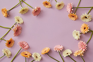 多彩多姿的大丁草有趣的框架与一个拷贝空间的一张潜意识的明信片的春天假日框架由白色，粉色，橙色的非洲菊花卉在粉红色的背景上