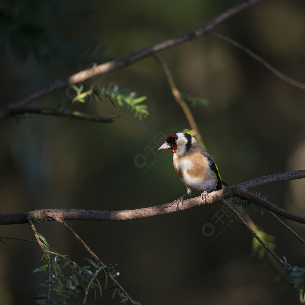 金翅雀cardueliscarduelis美丽的画象在阳光下坐在树分支的在森林地