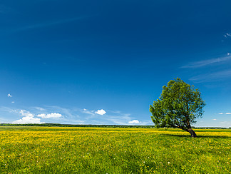 春天夏天背景-开花的花绿草领域草甸风景lanscape在蓝天下与唯一偏僻的树