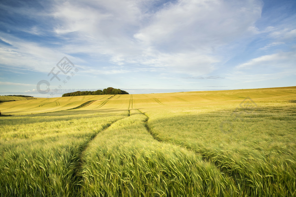 在農作物的農田上的夏日風景