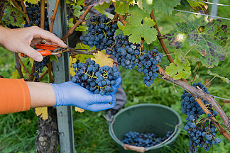 在葡萄园中收获和清洁赤<i>霞</i>珠葡萄的葡萄酒农民的近视图