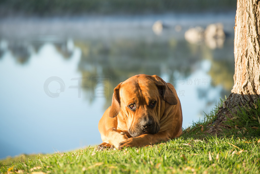 һboerboellںӱߵһô