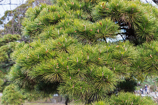 自然和植物的概念— —接近绿色的松树枝绿松树枝的特写